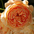 Роза 'Краун Принцесс Маргарет' (Rose 'Crown Princess Margareta')