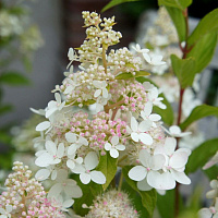 Гортензия метельчатая 'Би Хеппи' (Hydrangea paniculata 'Bee Heppy')
