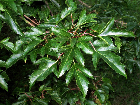 klen-ginnala-acer-ginnala-listya