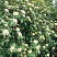 kalina-gordovina-vibrunum-lantana-kust.jpg