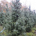 el-serbskaya-picea-omorika-derevya-s-shishkami