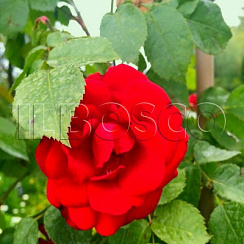 Роза 'Сантана' (Rose 'Santana')