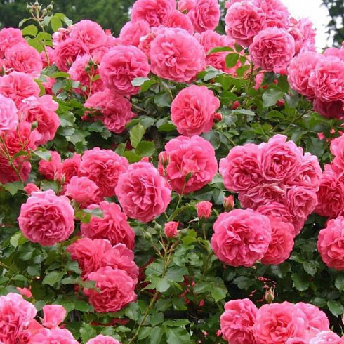 roza-pletistaya-rozarium-yutersen-rosa-rosarium-uetersen-butony-krupnye-mahrovye