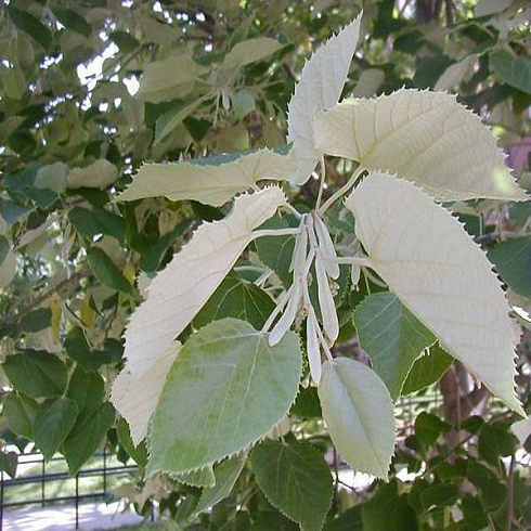 lipa-vojlochnaya-tilia-tomentosa-list