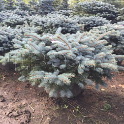 Ель колючая 'Глаука Глобоза' (Picea pungens 'Glauca Globosa')