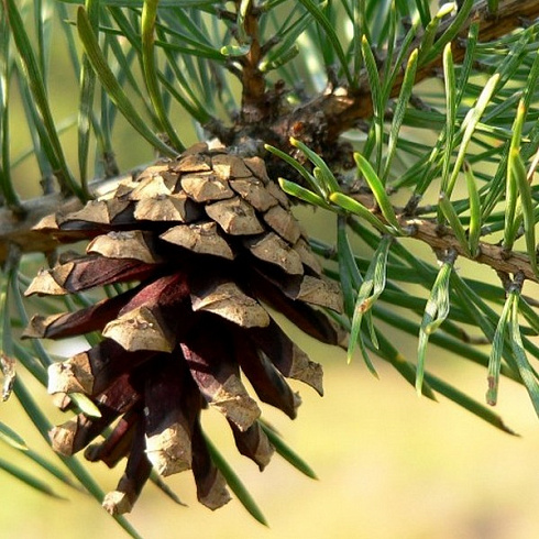 sosna-obyknovennaya-pinus-sylvestris-shishki