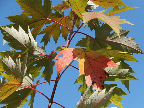 klen-serebristyj-acer-saccharinum-list