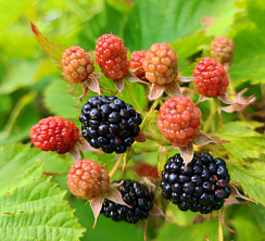Ежевика 'Блэк Сатин' (Rubus fruticosus 'Black Satin')