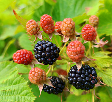 Ежевика 'Блэк Сатин' (Rubus fruticosus 'Black Satin')