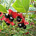 Жимолость покрывальная (Lonicera involucrata)2