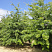 klen-serebristyj-acer-saccharinum-derevo