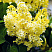 siren-obyknovennaya-prajmrouz-syringa-vulgaris-primrose-socvetie