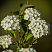 spireya-vangutta-spiraea-vanhouttei-cvety.jpg