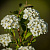 Спирея вангутта (Spiraea vanhouttei)