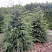 tsuga-kanadskaya-tsuga-canadensis-derevo
