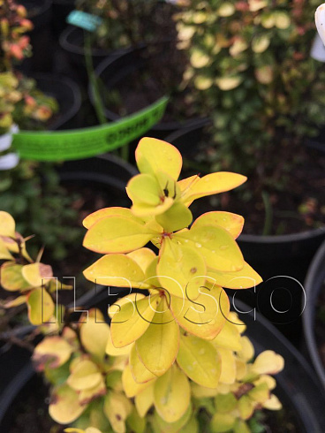 barbaris-tunberga-mariya-berberis-thunbergii-maria-listya.jpg
