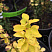 barbaris-tunberga-mariya-berberis-thunbergii-maria-listya.jpg
