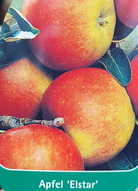Яблоня домашняя 'Эльстар' (Malus domestica 'Elstar')