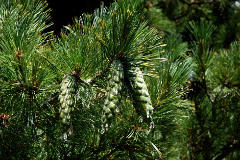 sosna-rumelijskaya-pinus-peuce-shishki-odinochnye-ili-dvojnye