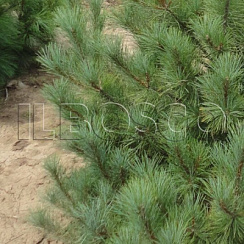 Сосна веймутова (Pinus strobus)