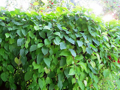 limonnik-kitajskij-schis-ndra-chin-nsis-liana.jpg