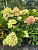 Гортензия метельчатая 'Би Грин' (Hydrangea paniculata 'Bee Green')