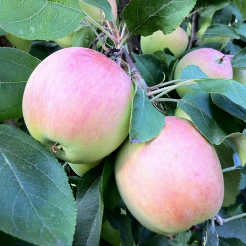 Яблоня домашняя 'Аркадик' (Malus domestica 'Аркадик')