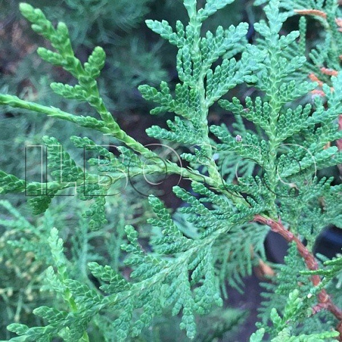 tuya-zapadnaya-brabant-thuja-occidentalis-brabant-hvoya