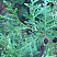 tuya-zapadnaya-brabant-thuja-occidentalis-brabant-hvoya