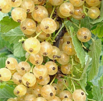 Смородина белая 'Смольяниновская' (Ribes rubrum 'Смольяниновская')