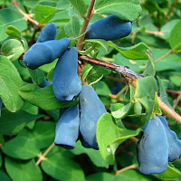 Жимолость съедобная камчатская 'Гордость Бакчара' (Lonicera kamtscatica 'Gordost Bakzara')