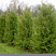 tuya-zapadnaya-brabant-thuja-occidentalis-brabant-derevya-ryadami