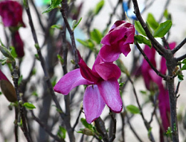 Магнолия 'Бетти' (Magnolia 'Betty')