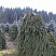 el-obyknovennaya-inversa-picea-abies-inversa-derevya-ryadami