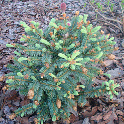 Ель колючая 'Херман Нау' (Picea pungens 'Herman Naue')