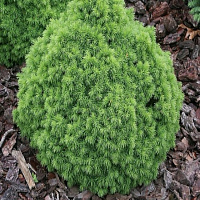 Ель сизая(канадская) 'Альберта Глоб' (Picea glauca 'Alberta Globe')