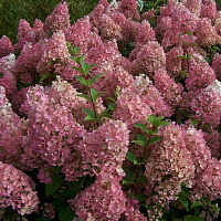 Гортензия метельчатая 'Сандей Фрайз' (Hydrangea paniculata 'Sundae Fraise')