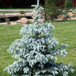 Ель колючая 'Ольденбург' (Picea pungens 'Oldenburg')