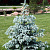 Ель колючая 'Ольденбург' (Picea pungens 'Oldenburg')