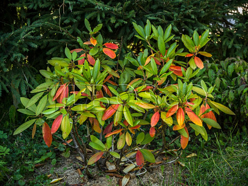 rododendron-rozeum-ehlegans-rhododendron-roseum-elegans-osennij-kust.jpg