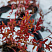 Клюква крупноплодная 'Пилигрим' (Vaccinium macrocarpon 'Пилигрим')