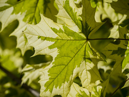 Клен остролистный 'Друммонди' (Acer platanoides 'Drummondii')