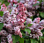 Сирень обыкновенная 'Мулатка' (Syringa vulgaris 'Мулатка')