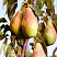 grusha-obyknovennaya-lada-pyrus-communis-lada-plody.jpg