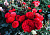Роза 'Ред Пиано' (Rose 'Red piano')