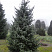 el-serbskaya-picea-omorika-derevo