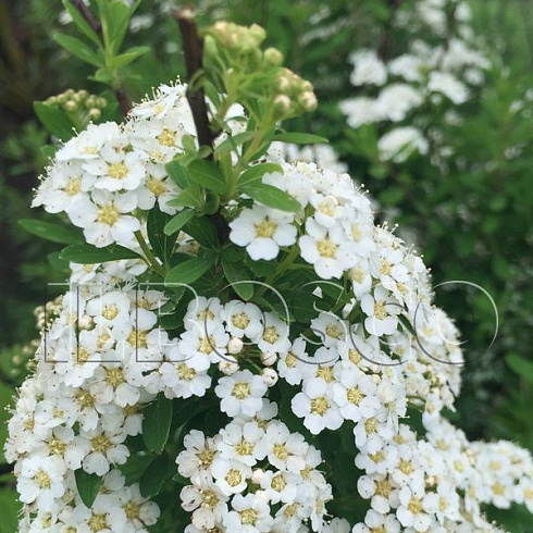 spireya-nipponskaya-snoumaund-spiraea-nipponica-snowmound-cvety.jpg