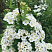 spireya-nipponskaya-snoumaund-spiraea-nipponica-snowmound-cvety.jpg