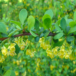 Барбарис Тунберга 'Грин Карпет' (Berberis thunbergii 'Green Carpet')