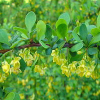 Барбарис Тунберга 'Грин Карпет' (Berberis thunbergii 'Green Carpet')